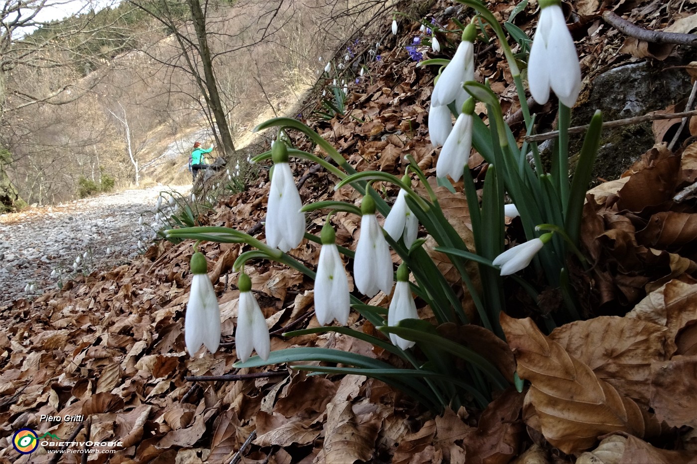 19 Galanthus nivalis ( Bucaneve).JPG